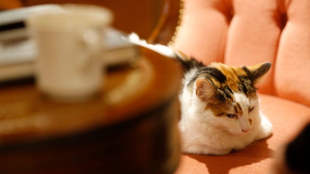 skynews-cat-cafe-cat_6861303.jpg