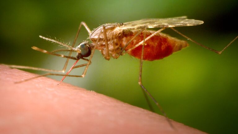 skynews-malaria-mosquito_6854701.jpg