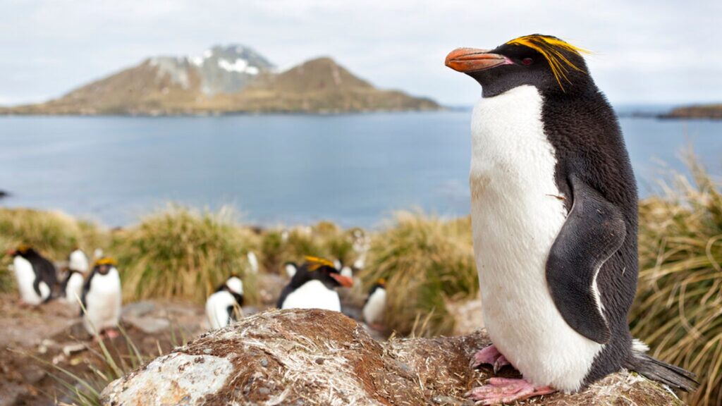 skynews-south-georgia-macaroni-penguin_6845921.jpg