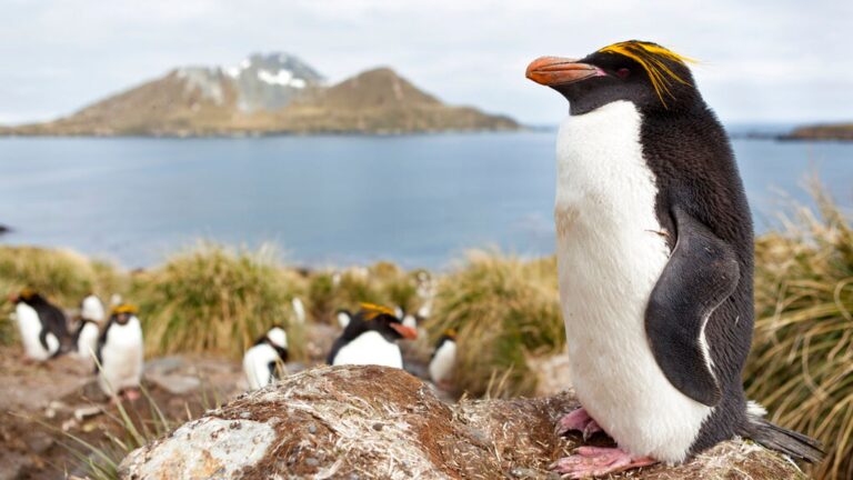 skynews-south-georgia-macaroni-penguin_6845921.jpg